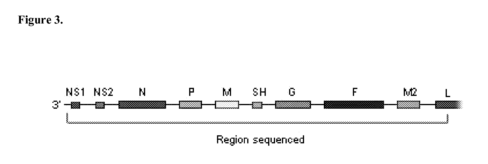 Pneumovirus compositions and methods for using the same