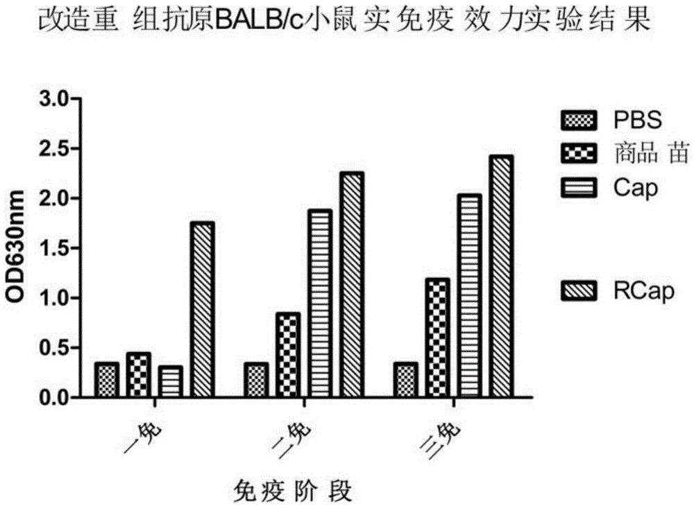 Porcine circovirus type 2 Cap gene modified recombinant antigen and application thereof