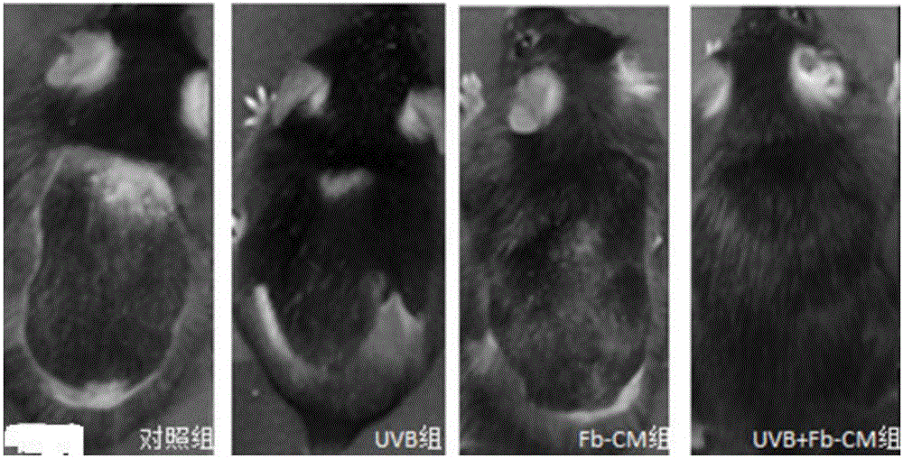 Preparation method of cell nutrient solution for promoting hair regeneration