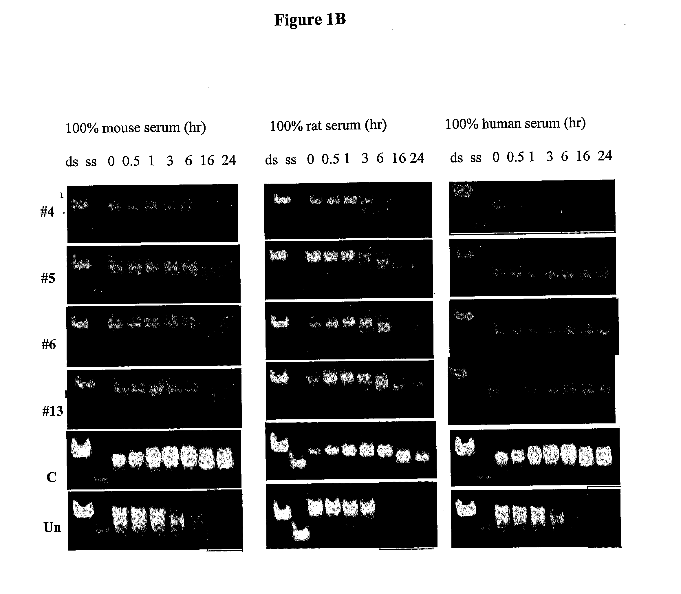 Novel sirna structures