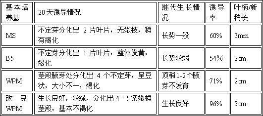 Tissue culture propagation method of cinnamomum japonicum