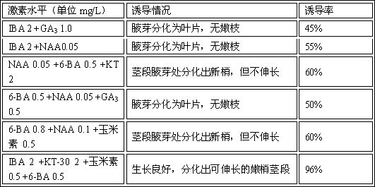 Tissue culture propagation method of cinnamomum japonicum