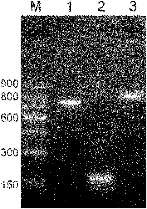 Fusion protein of tumor blood vessel targeted polypeptide and tissue factor and preparation method thereof