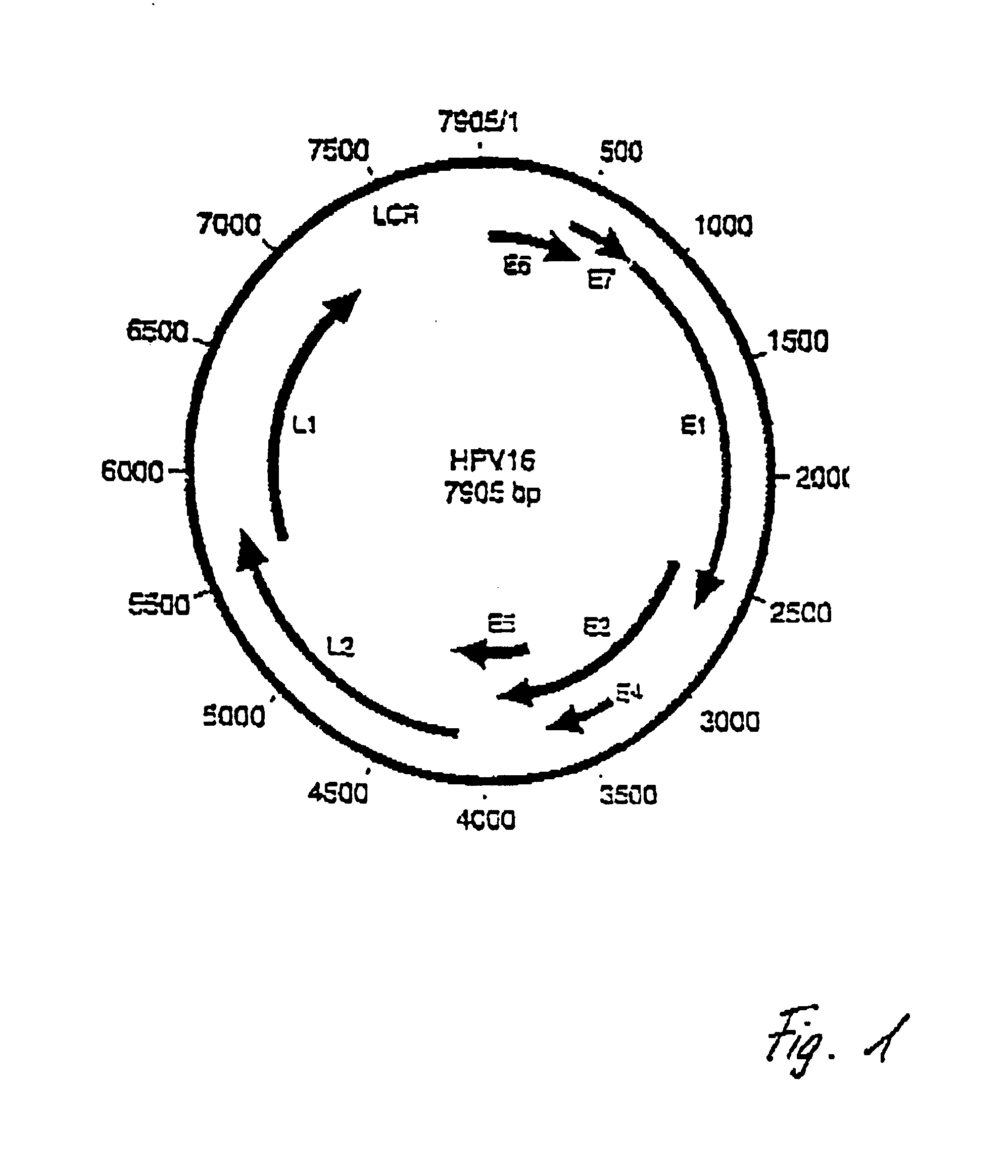 Detection of human papillomaviruses