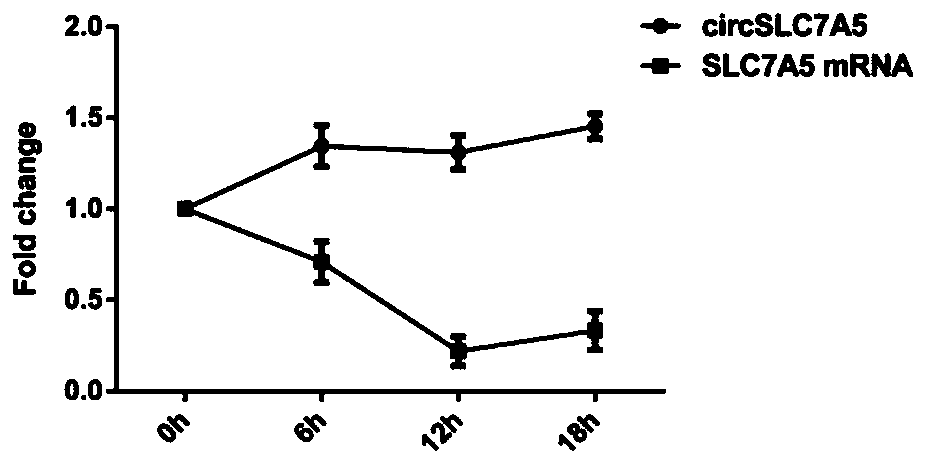 Application of circ_slc7a5 molecular markers in blood in the diagnosis and prognosis of esophageal squamous cell carcinoma