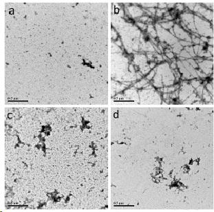 Preparation and applications of phenylquinolinone-based and flavone-based derivative