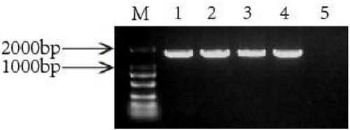 Method for increasing content of benzyl isoquinoline alkaloids (BAIs) in Macleaya cordata (Willd.) R.Br. through over-expressed berberine bridging enzyme (BBE) and application of method