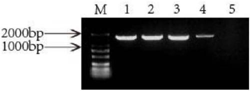 Method for increasing content of benzyl isoquinoline alkaloids (BAIs) in Macleaya cordata (Willd.) R.Br. through over-expressed berberine bridging enzyme (BBE) and application of method