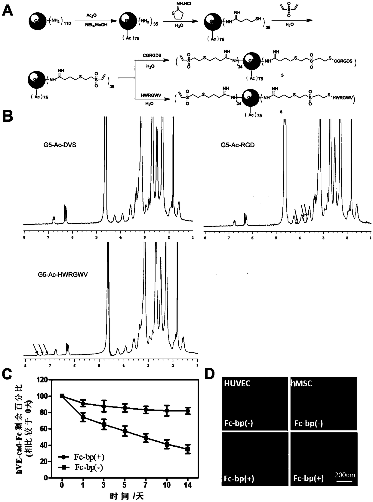 Applications of fusion proteins E-cadherin-Fc, VE-cadherin-Fc and VEGF-Fc