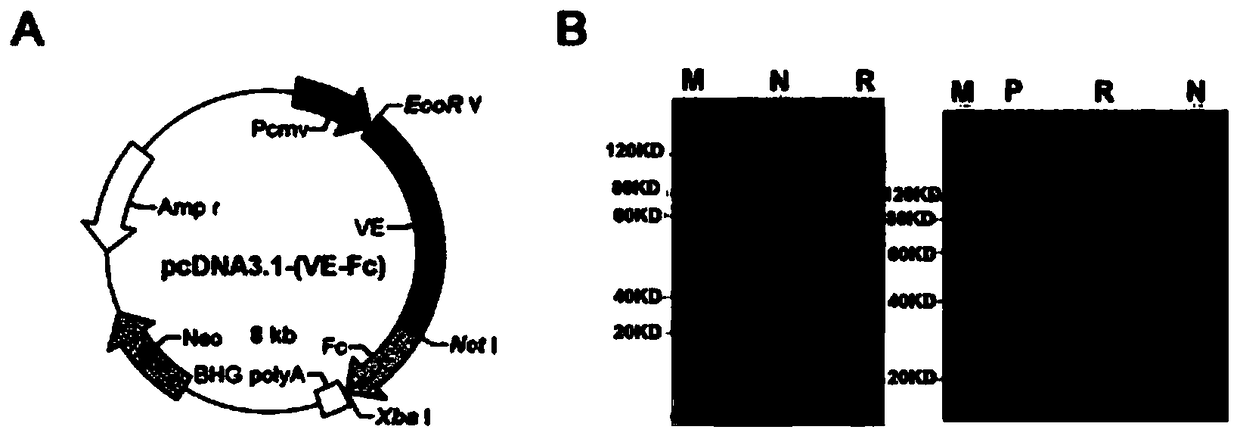 Applications of fusion proteins E-cadherin-Fc, VE-cadherin-Fc and VEGF-Fc