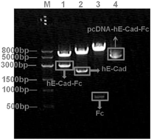 Applications of fusion proteins E-cadherin-Fc, VE-cadherin-Fc and VEGF-Fc