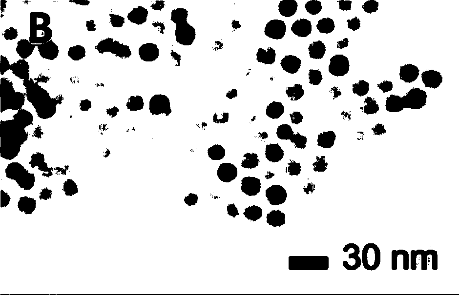 Polyethylene glycol-polyethyleneimine modified ferric oxide nanoparticle preparation method