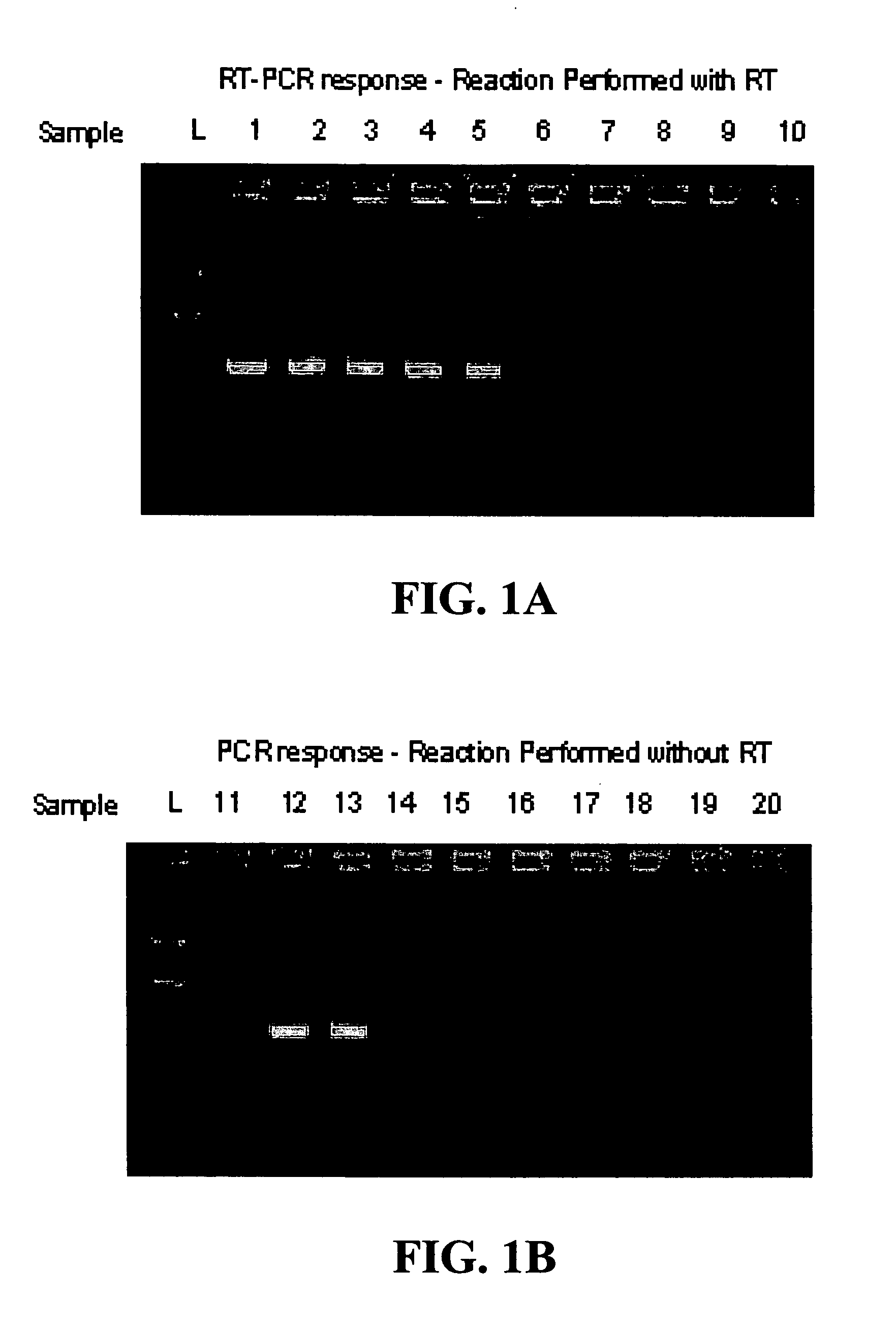 Method for the direct detection of diagnostic RNA