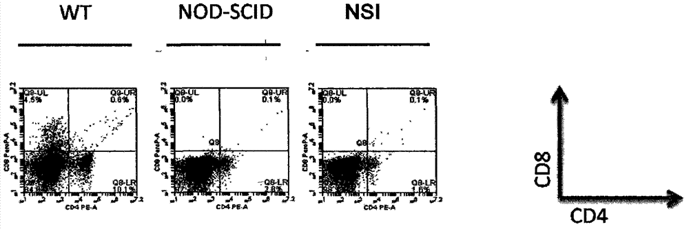 A method for establishing an immunodeficiency mouse model