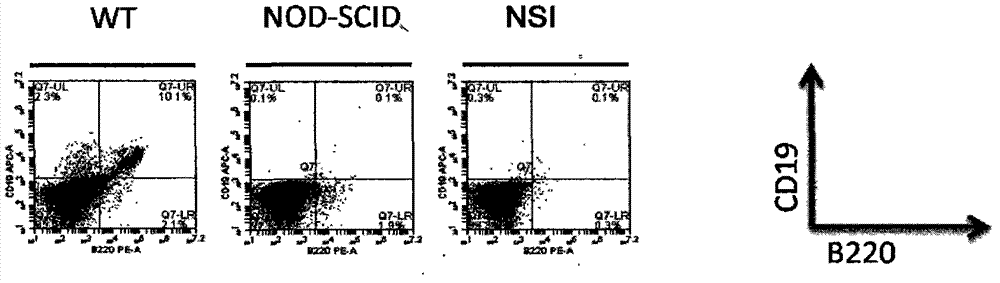 A method for establishing an immunodeficiency mouse model