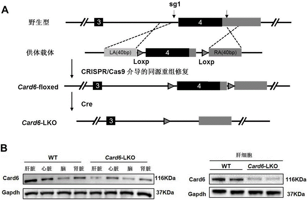 Application of Caspase recruitment domain protein 6 (Card6) in hepatic ischemia reperfusion injury