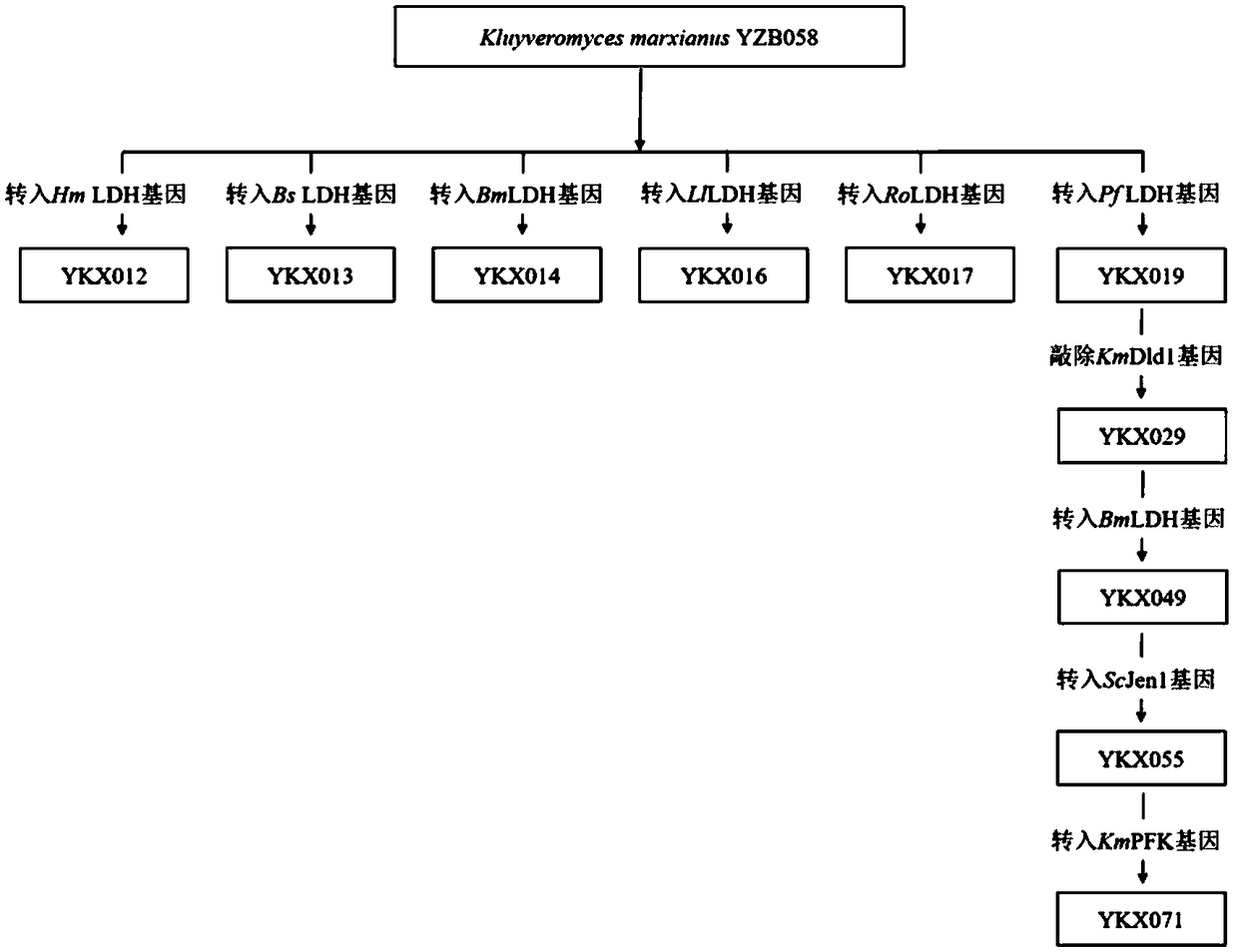 Construction and pplication of thermostable yeast engineering strain for L-lactic acid production