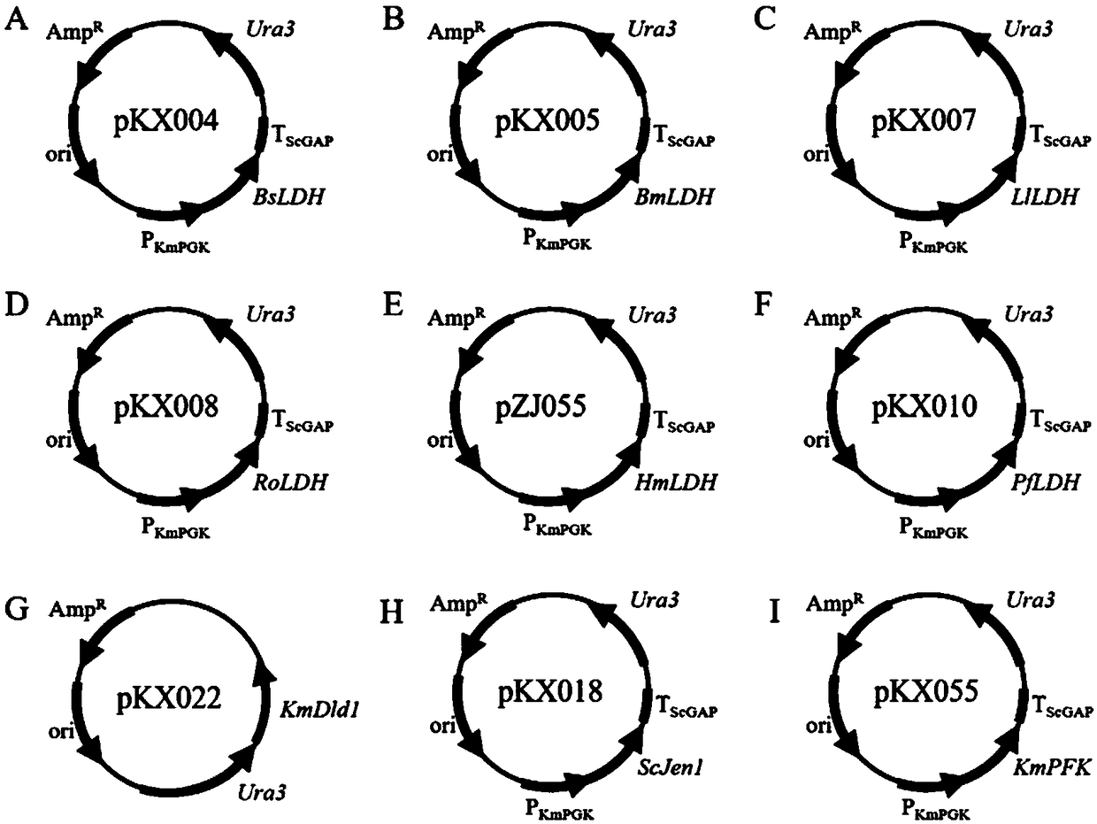 Construction and pplication of thermostable yeast engineering strain for L-lactic acid production