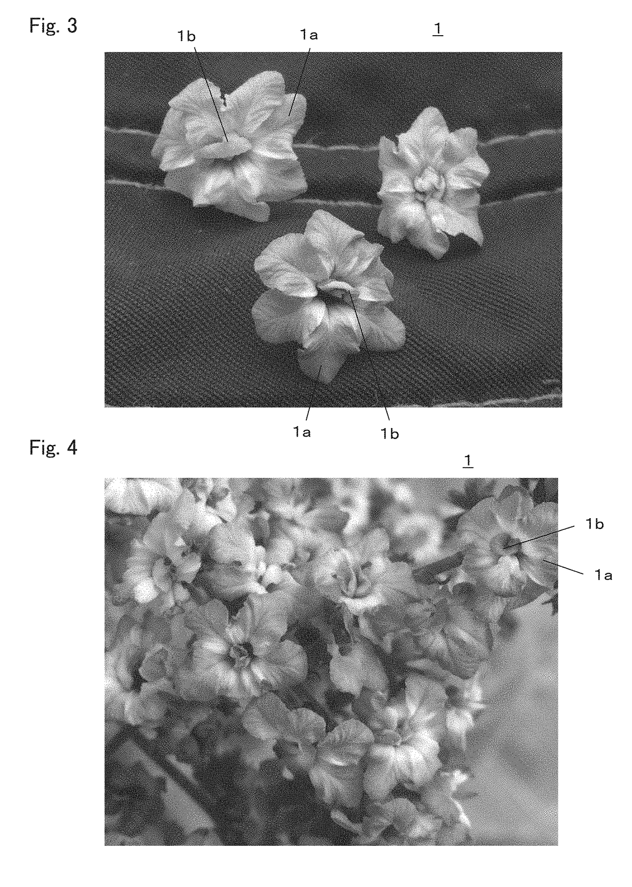 Heliotropium.arborescens plant with a larger number of petals and a method for producing the heliotropium plant