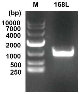 Recombinant bacillus subtilis for synthesizing 2'-fucosyllactose and establishment method and application of recombinant bacillus subtilis