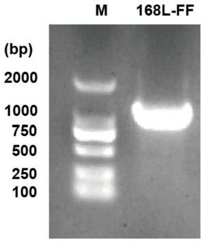 Recombinant bacillus subtilis for synthesizing 2'-fucosyllactose and establishment method and application of recombinant bacillus subtilis