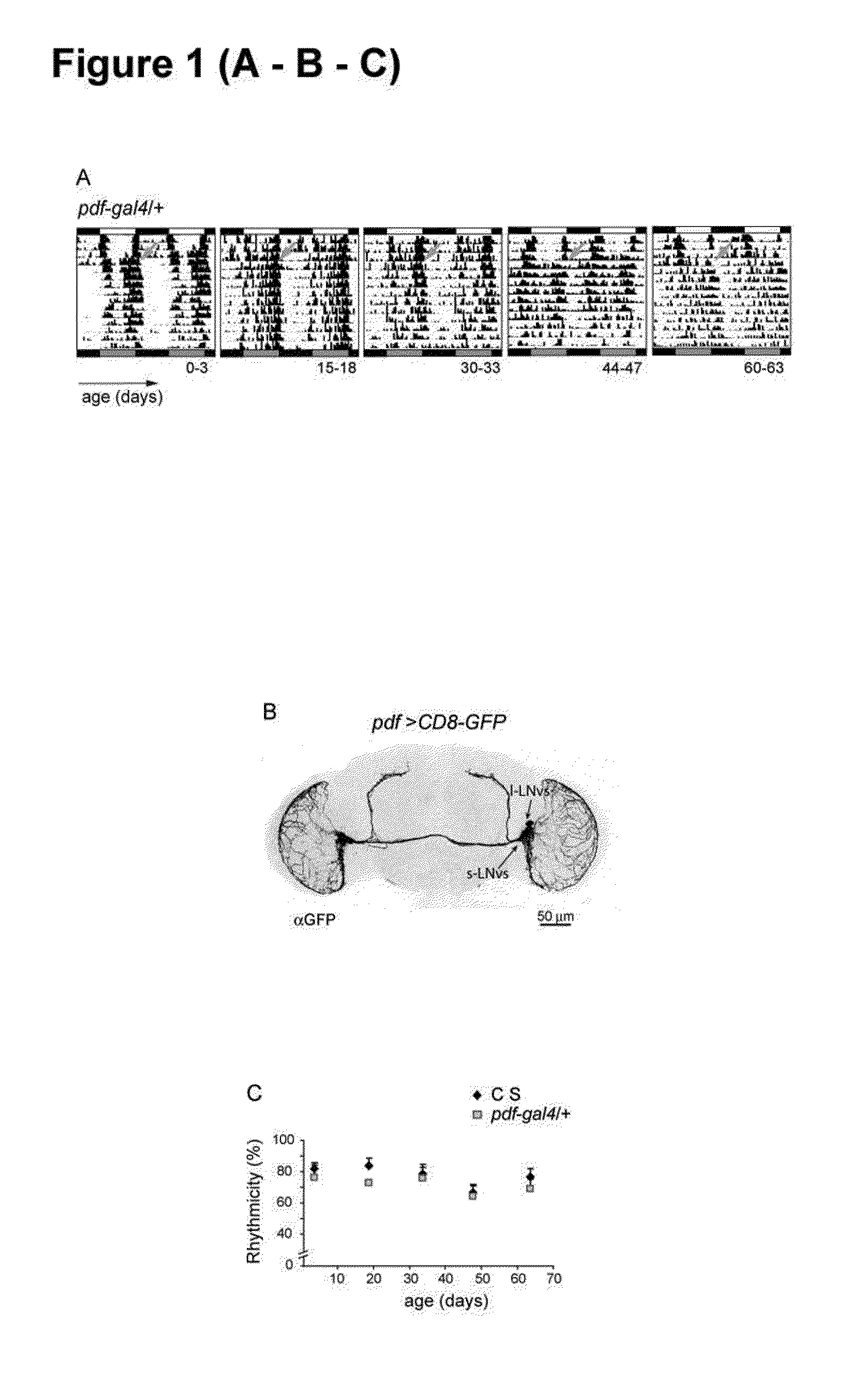 Method for the identification of genes involved in neurodegenerative processes