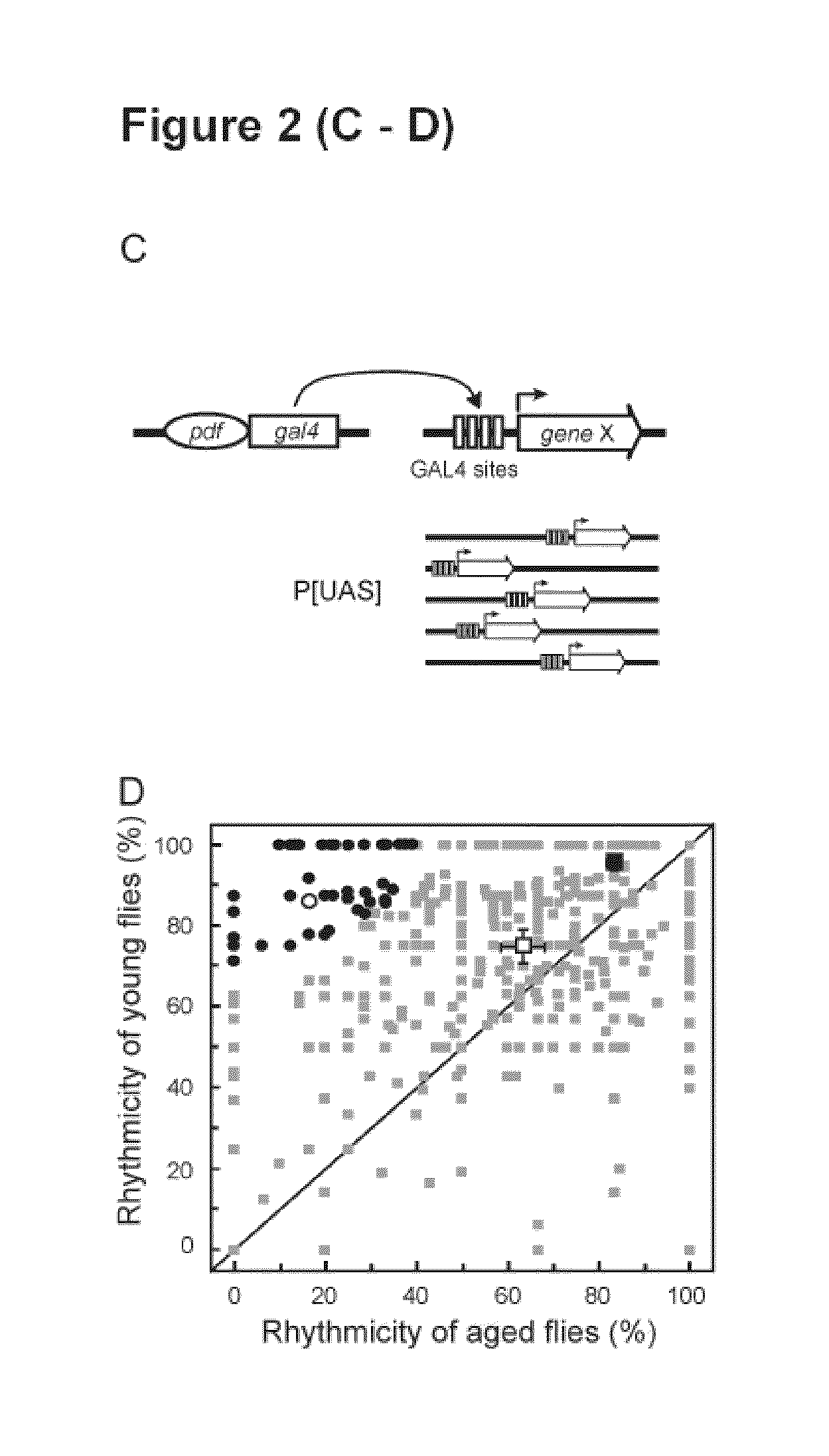 Method for the identification of genes involved in neurodegenerative processes