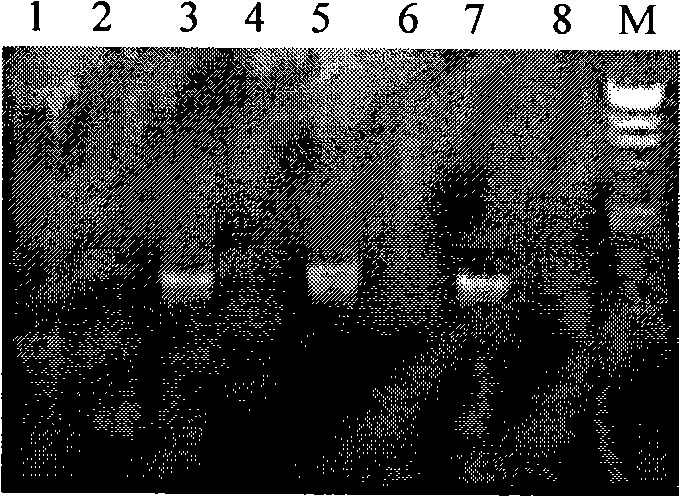 ISSR-SCARs marker for identifying main confusion matrix original dioscorea collettii hook.F. with chinese herb rhizoma dioscoreae hypoglaucae