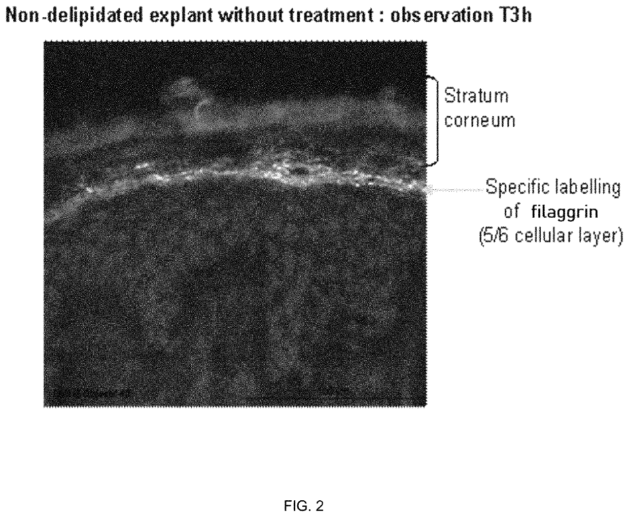 Cosmetic compositions comprising exopolysaccharides derived from microbial mats, and methods of use thereof