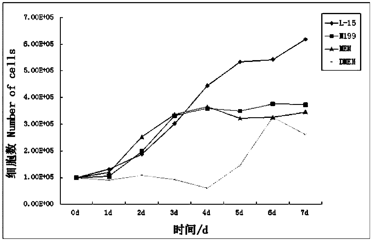 A method for constructing a koi brain cell line and its application