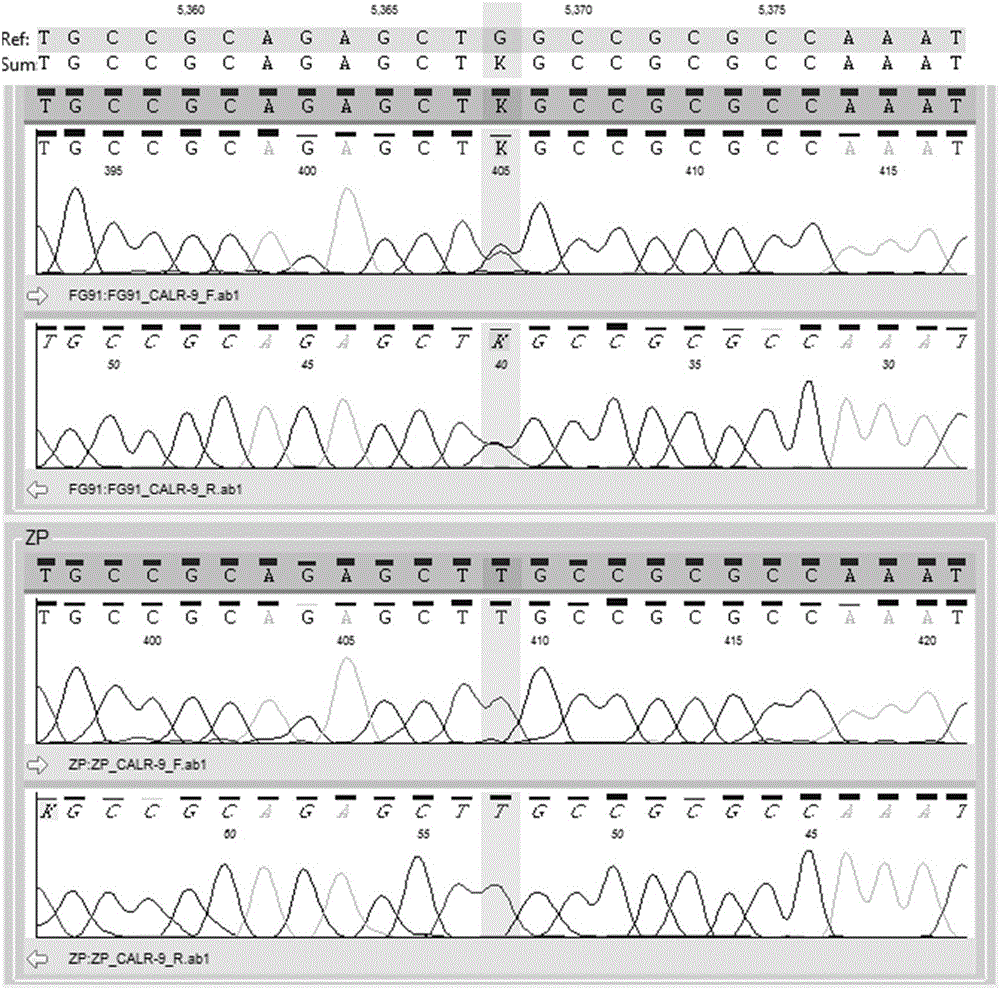 Primer, kit and method for detecting genetic mutation related to myeloproliferative neoplasms MPN