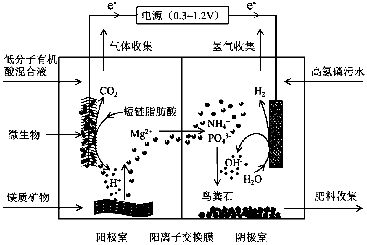 A method for bioelectrochemical struvite crystallization to recover phosphorus from sewage