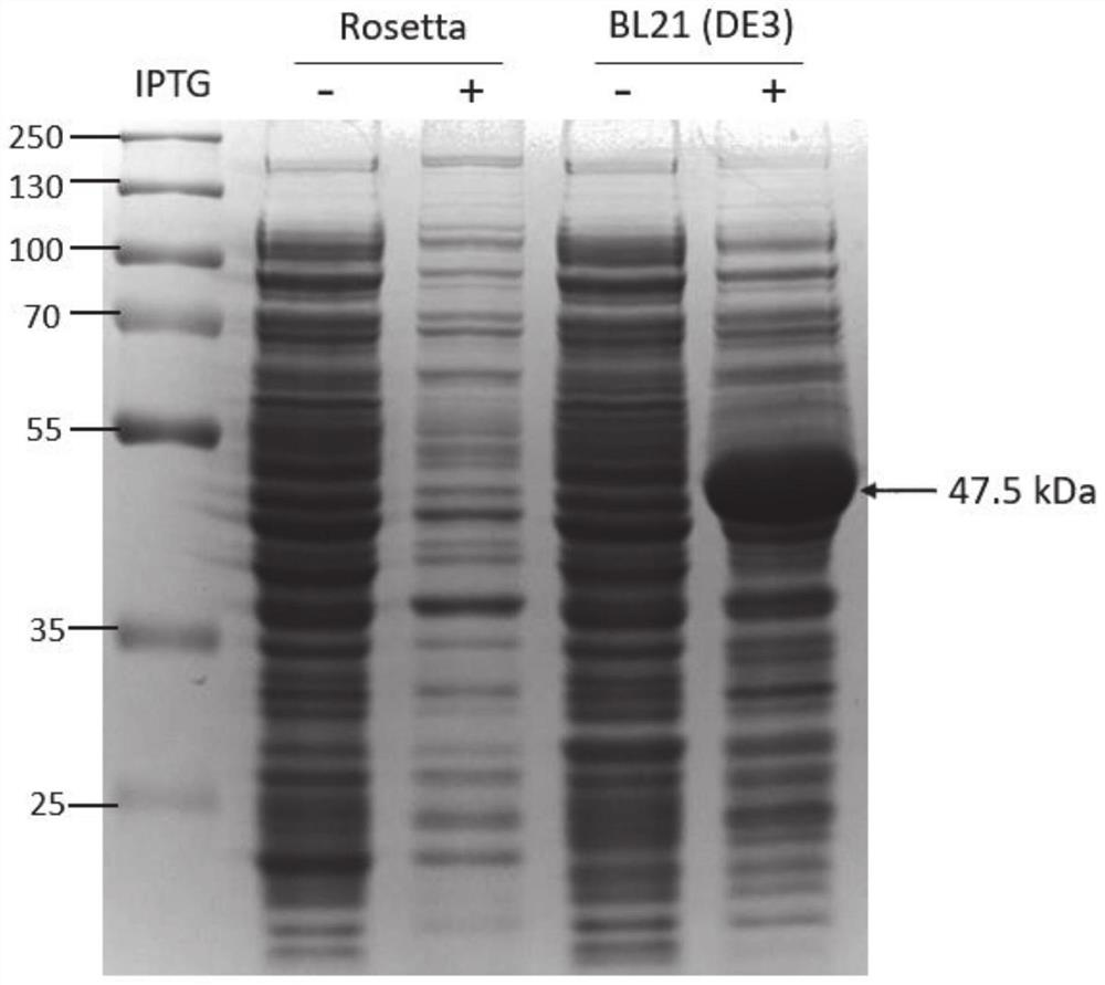 Expression and purification method of coronavirus main protease