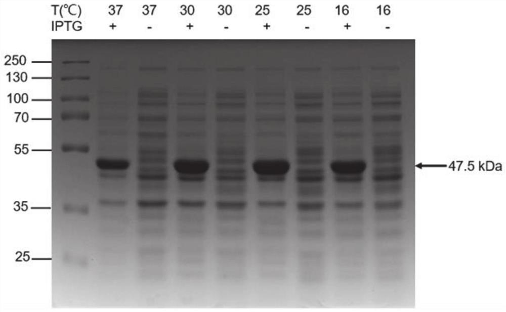 Expression and purification method of coronavirus main protease