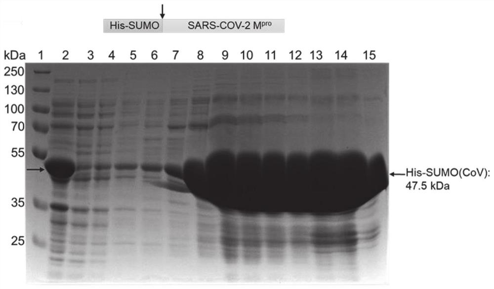 Expression and purification method of coronavirus main protease