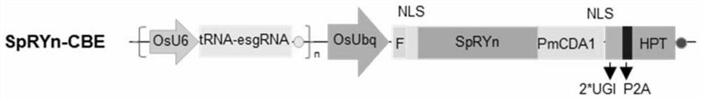 Method for mutating base C into base T in plant genome