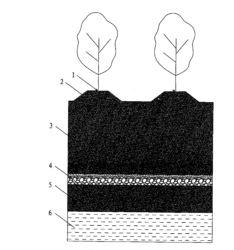 Drip irrigation greening forestation method for saline-alkali land in coastal areas