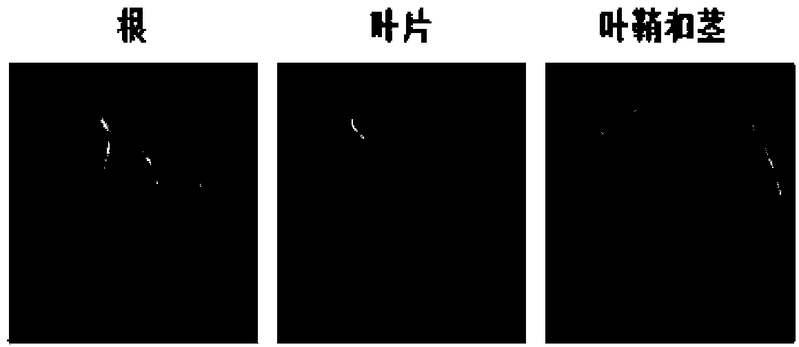 Rice-derived endosperm specific expression promoter and application thereof