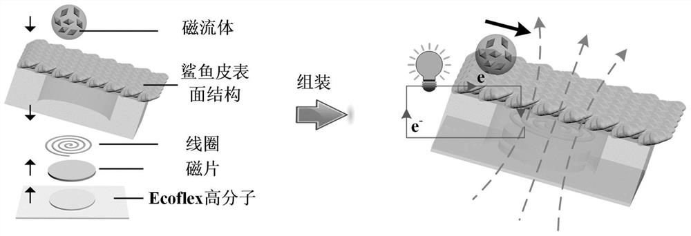 Sharkskin-imitating 3D printing magnetofluid droplet generator and design method