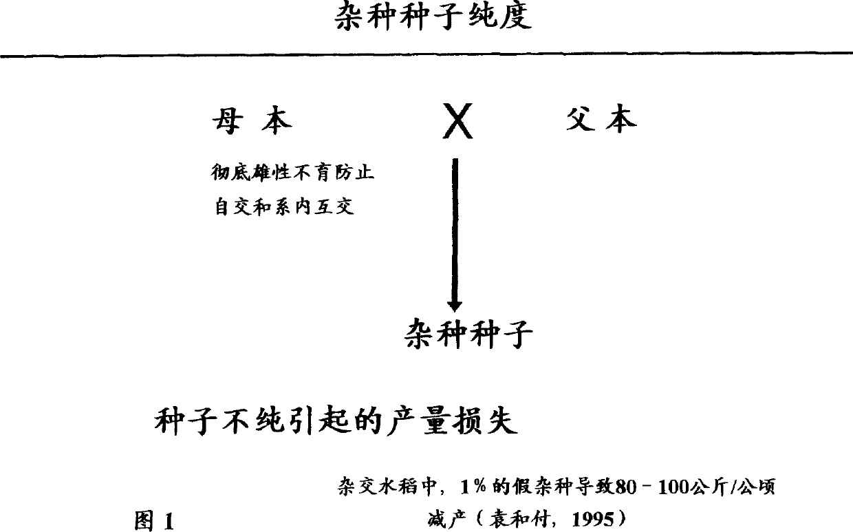 Crop heterosis and herbicide