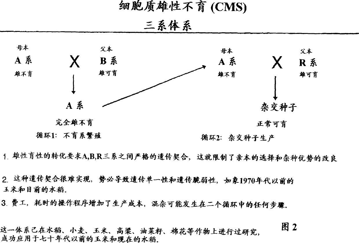 Crop heterosis and herbicide