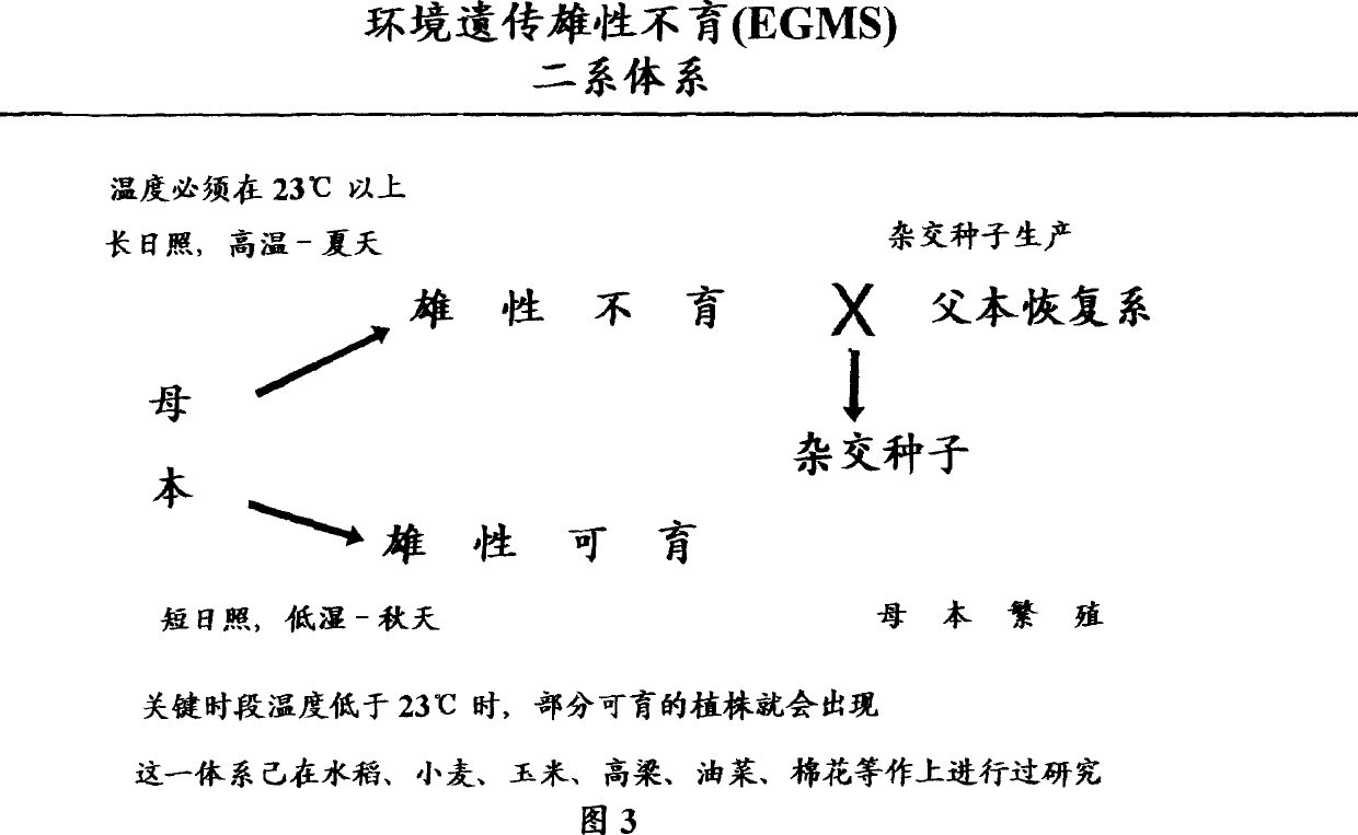 Crop heterosis and herbicide