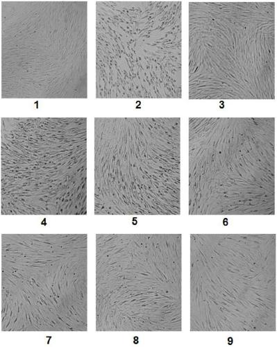 Preparation method of Anji white tea polysaccharides and novel use of the polysaccharides against human cytomegalovirus