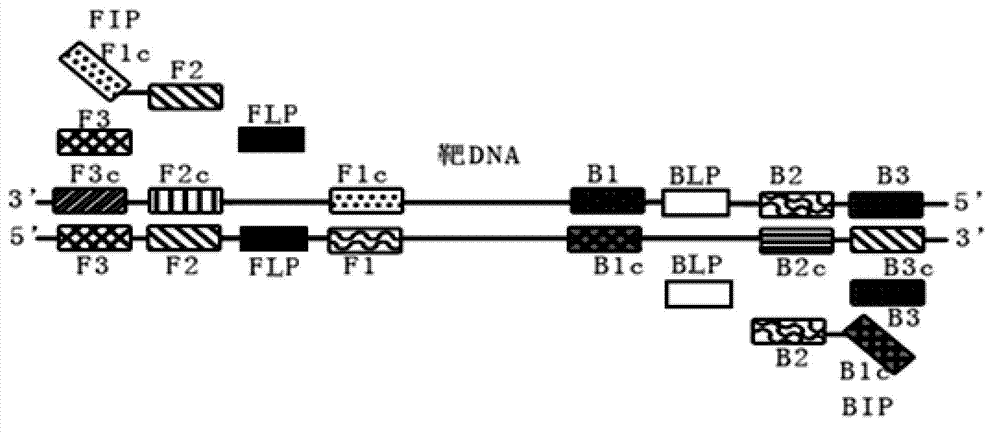 Loop-mediated isothermal amplification (LAMP) primer, kit and application of kit for T25 strain of transgenic maize