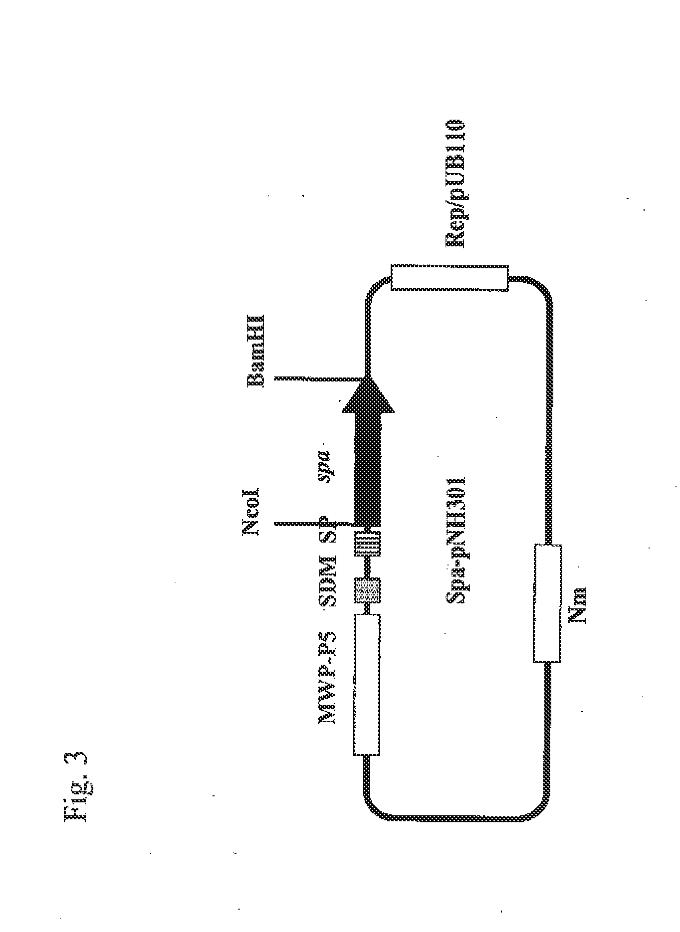 Process for producing protein a-like protein with use of brevibacillus genus bacterium