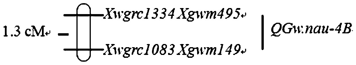 Molecular Marker Primer and Its Application of qgw.nau-4b Main Effect Gene Locus of Wheat Grain Weight