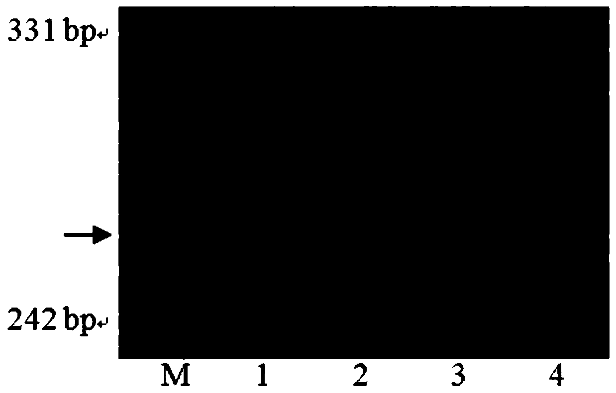 Molecular Marker Primer and Its Application of qgw.nau-4b Main Effect Gene Locus of Wheat Grain Weight