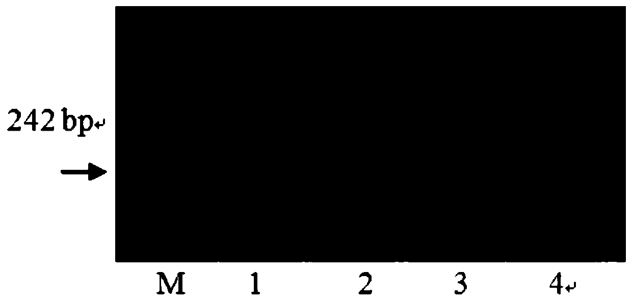 Molecular Marker Primer and Its Application of qgw.nau-4b Main Effect Gene Locus of Wheat Grain Weight