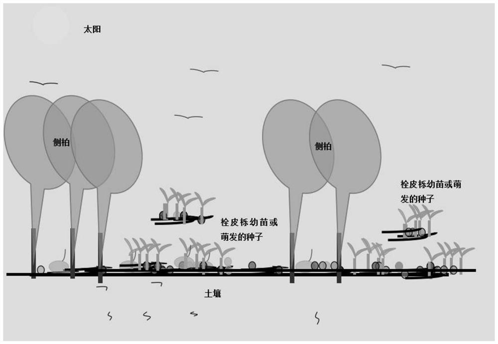 A method for forming a forest of oak cork under arborvitae plantation