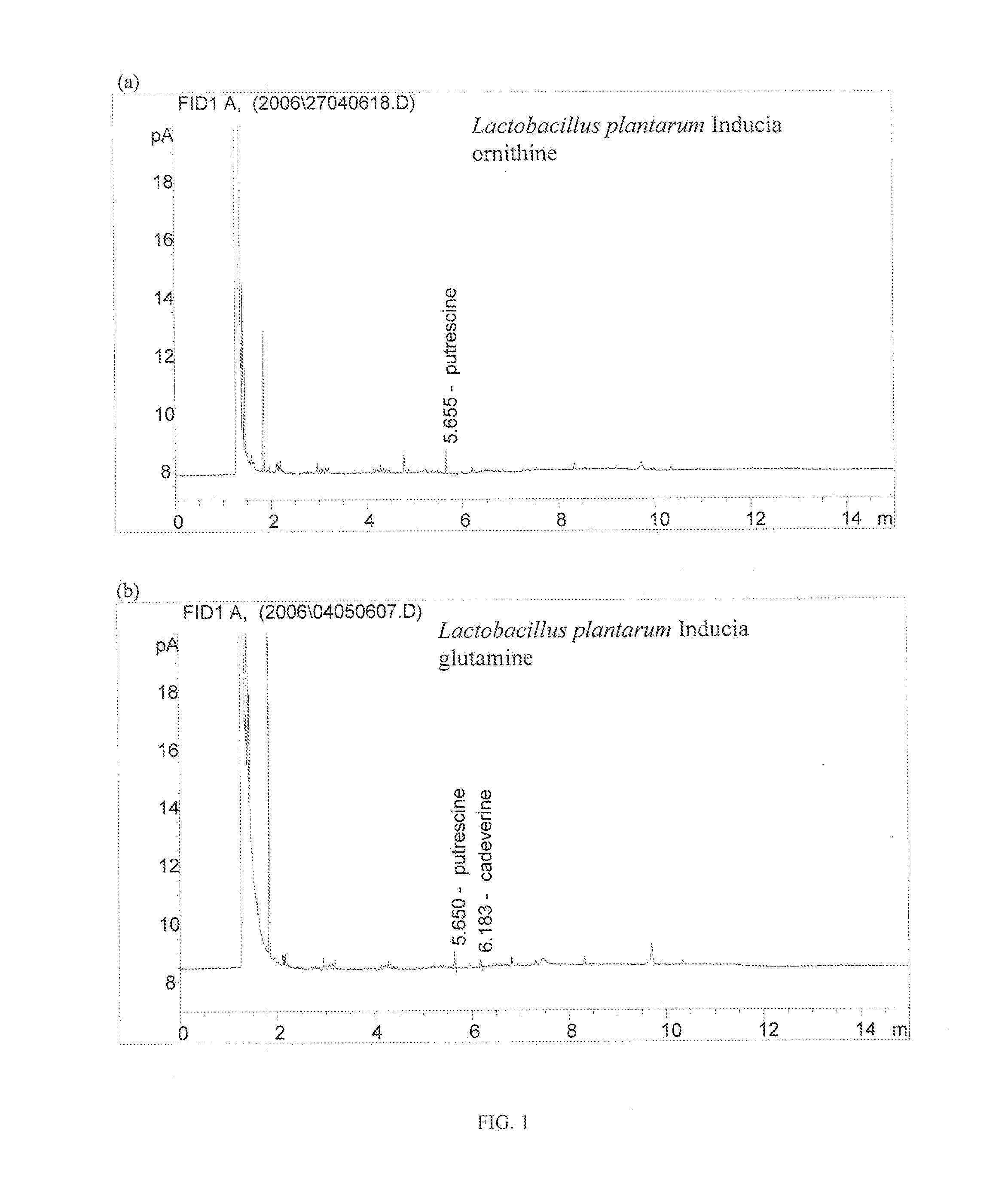 Lactobacillus plantarum inducia dsm 21379 as enhancer of cellular immunity, hypocholesterolemic and Anti-oxidative agent and antimicrobial agent against clostridium difficile